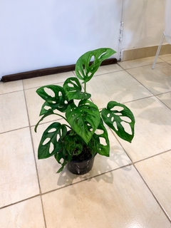 Monstera Adansonii en internet