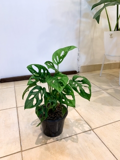 Monstera Adansonii - Ruahhomedeco