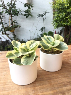 Maceta Cerámica N12 con planta - comprar online