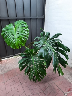 Monstera deliciosa xl - comprar online