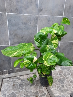 Pothus grande - comprar online