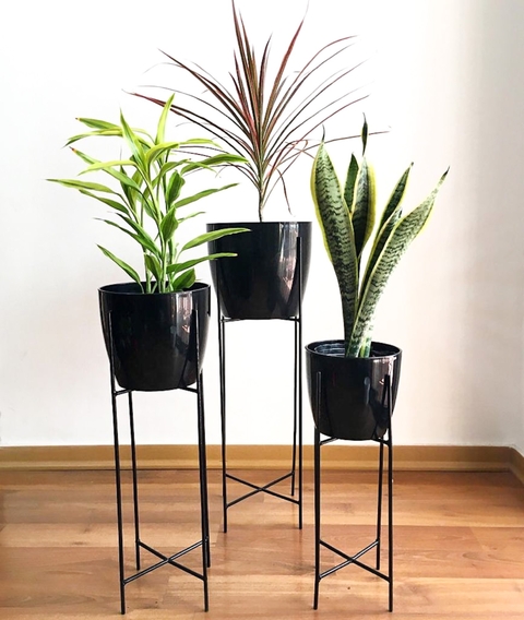 Trío Glory sin plantas