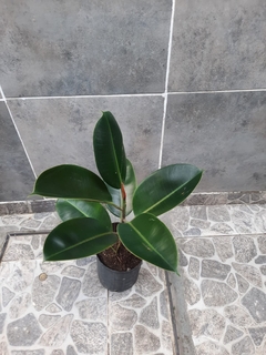Ficus Gomero en internet