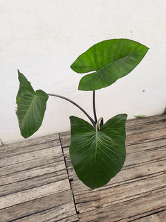 alocasia black