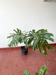 Monstera deliciosa xl - comprar online