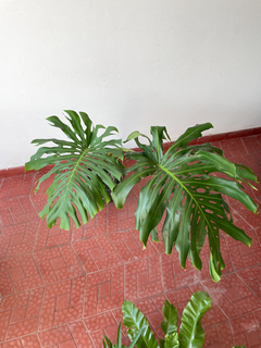 Monstera deliciosa xl en internet