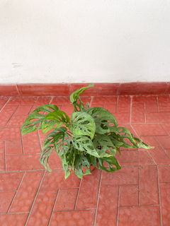 Monstera Adansonii - tienda online