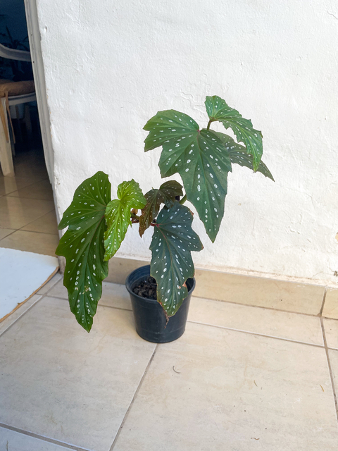 Ala de ángel - comprar online