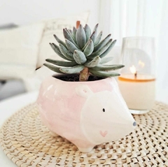 MACETA ERIZO PINK