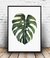 Cuadro MONSTERA