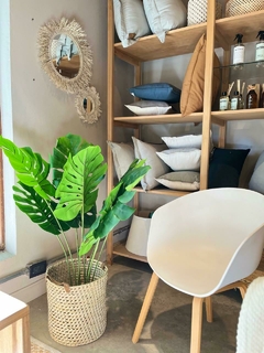 PLANTA MONSTERA - comprar online
