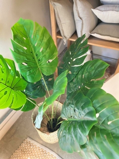 PLANTA MONSTERA