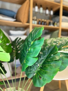 PLANTA MONSTERA en internet