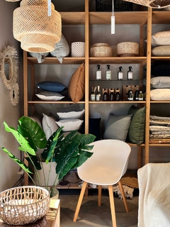 PLANTA MONSTERA - tienda online