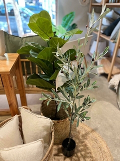 PLANTA OLIVO - comprar online