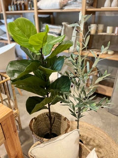 PLANTA HOJA DE VIOLIN - comprar online