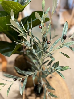 PLANTA OLIVO