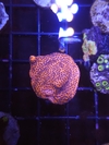 Montipora superman