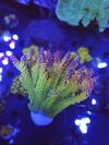 Acropora