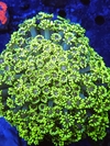 Goniopora bicolor - comprar online