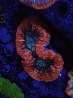 Trachyphyllia Geoffroyi - comprar online