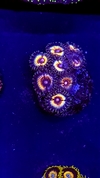 Zoas Sonic Flare x polipo