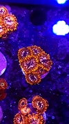 Zoas Utter Chaos x polipo