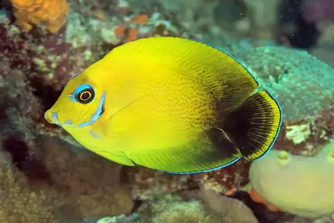 Acanthurus Pyroferus WILD PATTERN