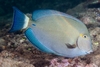 Acanthurus Blochii