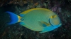 Acanthurus Dussumieri Juvenil