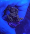 Acropora - comprar online