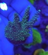 Acropora - comprar online