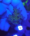 Acropora blue tip - comprar online