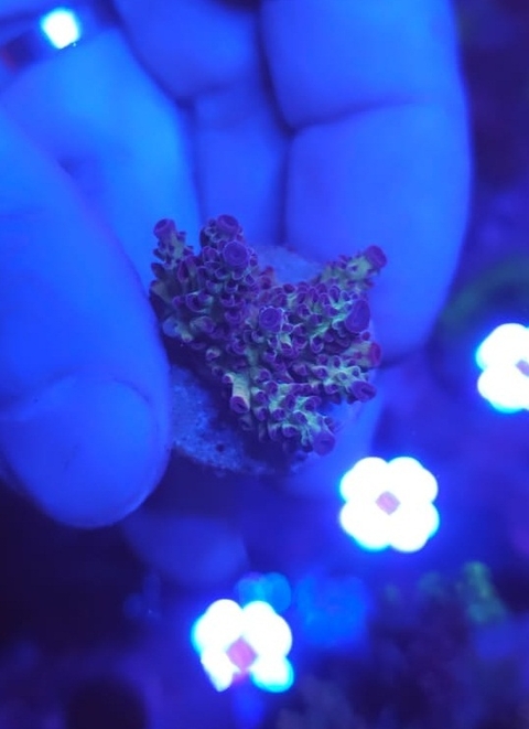 Acropora - comprar online