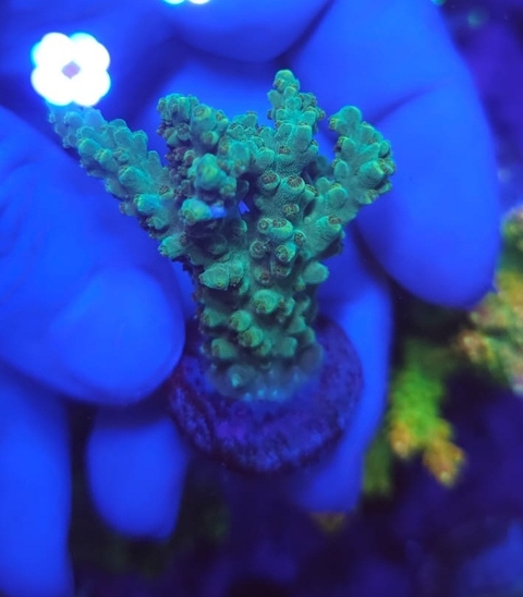 Acropora - comprar online