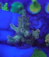 Acropora - comprar online