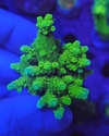 Acropora - comprar online