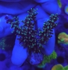 Acropora - comprar online