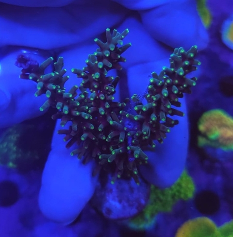 Acropora - comprar online