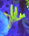 Anacropora Slimeball - comprar online