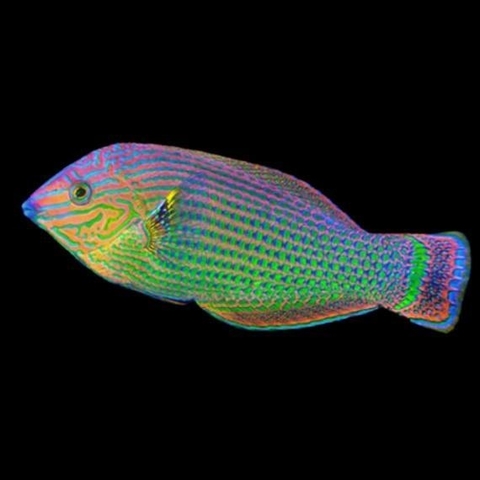 Halichoeres Marginatus Macho - comprar online