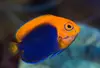 Centropyge Acanthops - comprar online