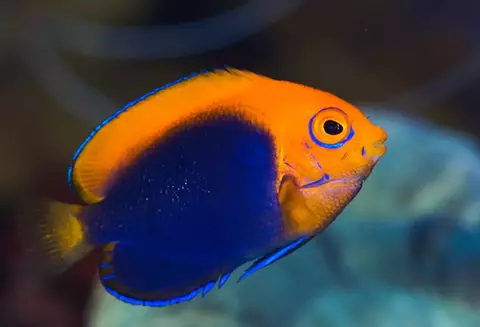 Centropyge Acanthops - comprar online