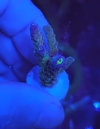 Acropora Chamaleon - comprar online