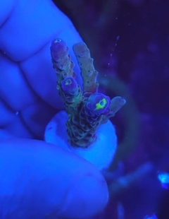 Acropora Chamaleon - comprar online