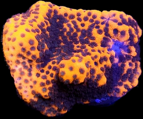 Montipora Cherry Tree