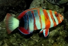 Choerodon Fasciatus -criadero-