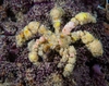 Camposcia Retusa Decorator crab