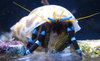 Calcinus Elegans