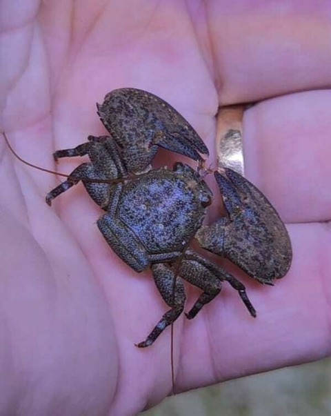 Petrolisthes sp - comprar online